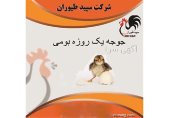 خرید و فروش و قیمت جوجه مرغ بومی - یک روزه - طیور