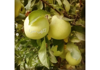 فروش نهال سیب زرد لبنان - قیمت نهال سیب سرخ