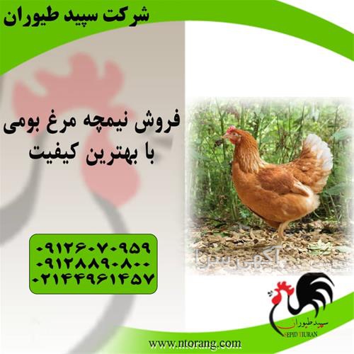 طیور دامپزشک