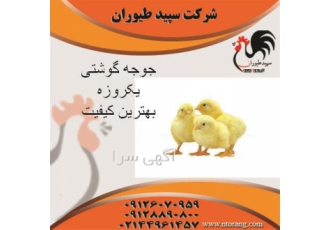 جوجه گوشتی در تمامی سنین، فروش جوجه گوشتی - طیور