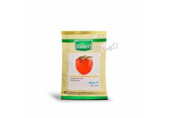 بذر گوجه میلان