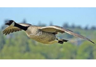 آموزش پرورش قوغاز آموزش پرورش قوغاز