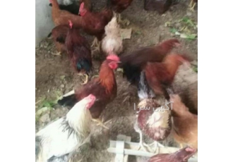 فروش انواع جوجه یک ماهه خروس محلی در تهران حداقل ارسال بالای 100 عدد