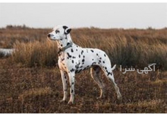 فروش توله دالمیشن زیبا و خالدار در کرج فروش توله دالمیشن زیبا و خالدار
