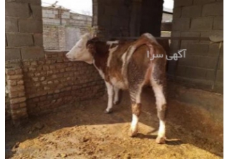 فروش گوساله سیمینتال ماده
