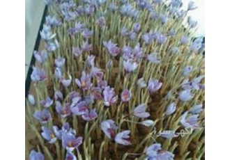 آموزش پرورش زعفران فضای باز و گلخانه ای در تهران دوره آموزش پرورش