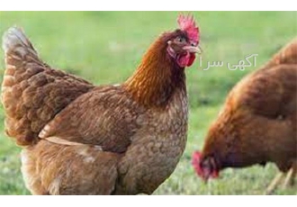 بهداشت و بیماری طیور با ارائه مدرک