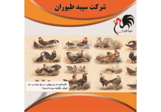 مرغ بومی فروش مرغ بومی تخم گذار طیور در تهران مرغ بومی فروش مرغ