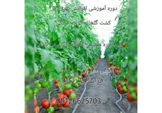 دوره آموزشی افزایش بهره وری گلخانه گوجه فرنگی در تهران #128314 دوره