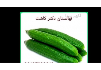 فروش عمده بذر خیار سورینا در تهران بذر خیار سورینا آیا تمایل به خرید یک