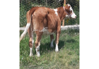 قیمت گوساله سمینتال اصل ، فروش گوساله نر