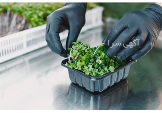کلاس آموزشی میکروگرین سبزیجات لوکس با درآمد عالی در تهران میکروگرین ها