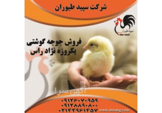 فروش جوجه مرغ گوشتی ، جوجه گوشتی راس - طیور