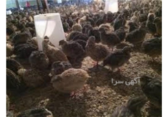 آموزش پرورش بلدرچین به صورت حضوری و آنلاین در تهران دوره تخصصی آموزش