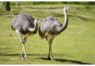 آموزش پرورش شتر مرغ همراه با گواهینامه آموزشی