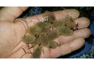 دوره آموزشی جامع و کامل تکثیر و پرورش زالو در تهران پرورش و تکثیر زالو