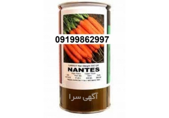 بذر هویج نانتس پر فروش اصل در بوشهر بذر هویج نانتس تولید کشور فرانسه