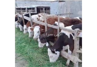 فروش گوساله زنده ماده و نر نژاد های مختلف در وزن های متنوع در بندر ترکمن