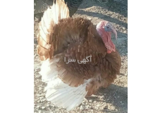 تخم بوقلمون گوشتی، تخم نطفه‌دار بوقلمون