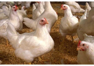دوره پرورش مرغ گوشتی گام به گام