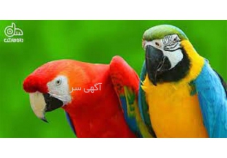 آموزش پرورش پرنده زینتی با اخذ مدرک معتبر