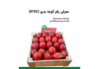 فروش عمده و جزئی بذر گوجه فرنگی بدرو در امام حسن بذر گوجه فرنگی بدرو