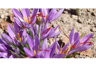 دوره آموزشی کشت زعفران گلخانه ای و فضای باز