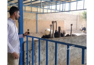 آموزش راه اندازی سالن پرورش و نگه داری شترمرغ در شوش آموزش جامع صفر تا