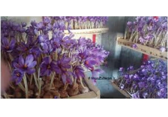 دوره آموزش پرورش زعفران ، گلخانه ای و فضای باز