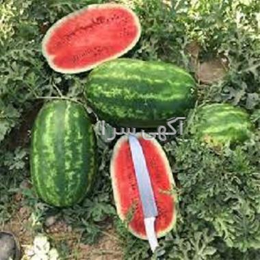آگهی های بذر و نهال - دمق