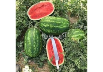 فروش بذر هندوانه بارلو و بذر گوجه 8320 ، انتخابی برتر برای کشاورزان