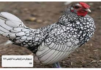 آموزش پرورش مرغ زینتی توسط استاد مجرب