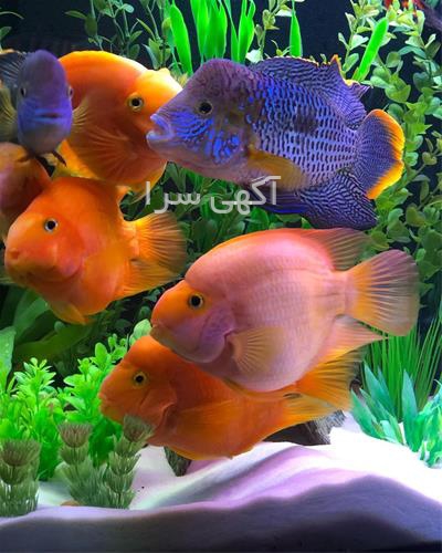 خرید تجهیزات آکواریوم