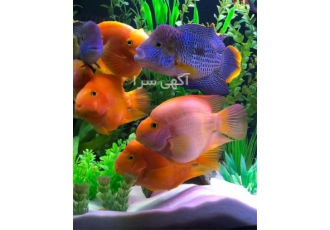 آموزش ماهیان آکواریومی با رویکرد اقتصادی