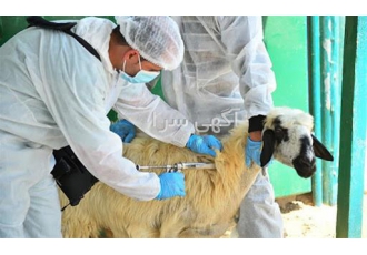 آموزش بهداشت و بیماری دام سبک و سنگین در تهران دوره آموزشی جامع