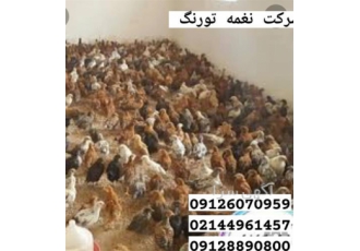قیمت و فروش جوجه مرغ محلی یک ماهه در تهران شرکت نغمه طیور به عنوان