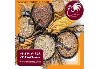 قیمت دان بوقلمون&#۱۶۰;درجه یک طیور در تهران قیمت دان بوقلمون در استان