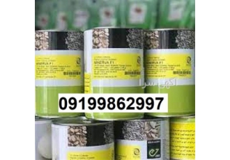 بذر پیاز مینروا پرفروش اصل - بذر