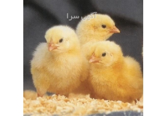 فروش جوجه گوشتی قیمت جوجه یک روزه گوشتی در تهران فروش جوجه گوشتی فروش