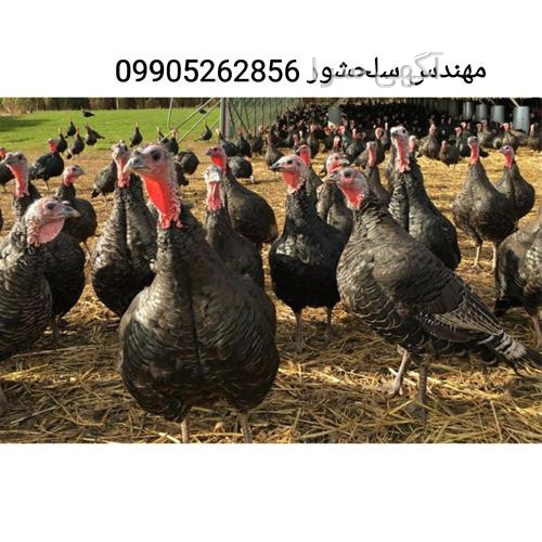 آگهی های خدمات طیور - زاهدان