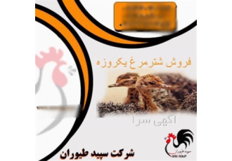 فروش و پرورش شترمرغ و جوجه شترمرغ با بالاترین کیفیت در تهران اگر