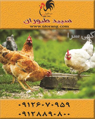 آگهی های کشاورزی و دامداری - رویان