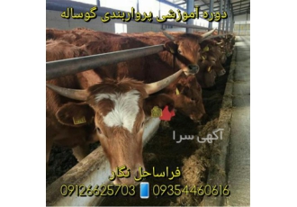دوره آموزشی پروار بندی گوساله