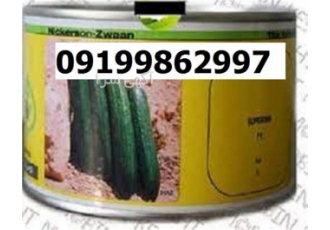 بذر خیار سوپرینا اصل پربارترین در کرمان بذر خیار سوپرینا یکی