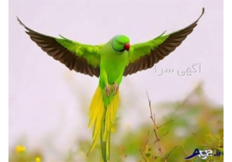 آموزش پرورش پرندگان زینتی