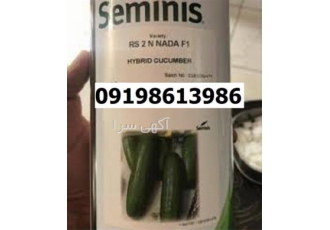 بذر خیار رویال با قیمت مناسب