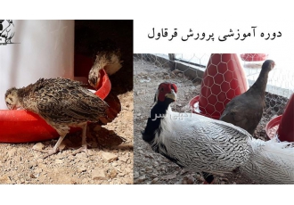 دوره آموزشی پرورش قرقاول در تهران برخی از رئوس مطالب بررسی توجیه