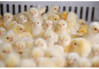 جوجه راس قیمت مناسب و جوجه یک روزه کاب در نور جوجه راس قیمت مناسب