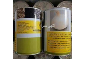بذر پیاز مینیروا بذر با کیفیت