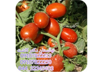 فروش عمده بذر گوجه مارکنی در تبریز بذر گوجه مارکنی برای تولید گوجه